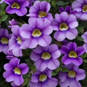 Calibrachoa Bloomtastic Blue Sky_300x300 (1)_300x300